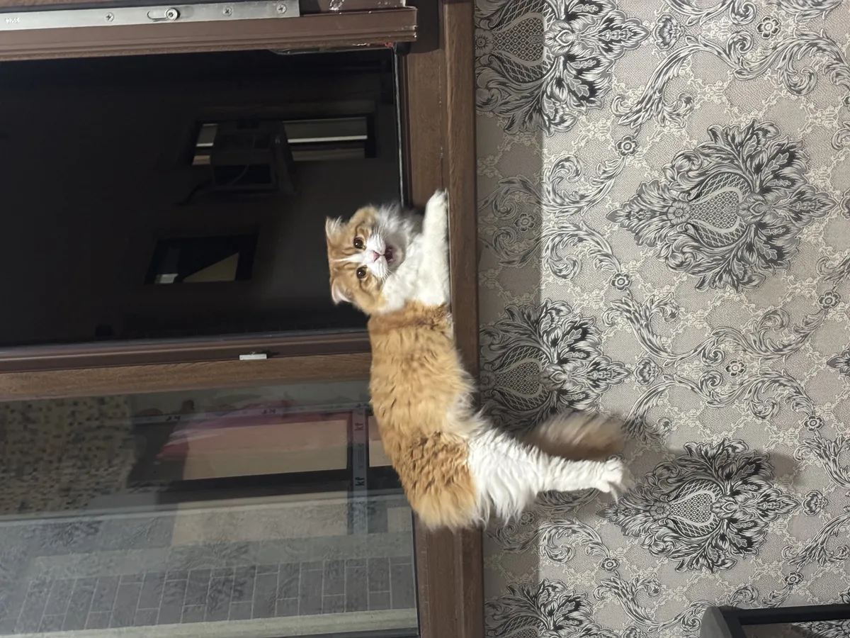 Персик
