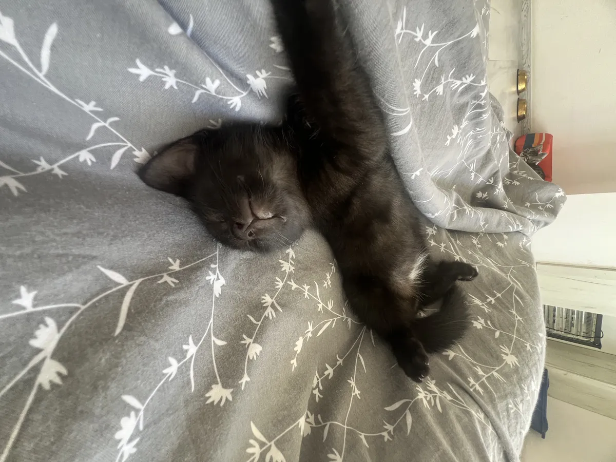 Милый котенок