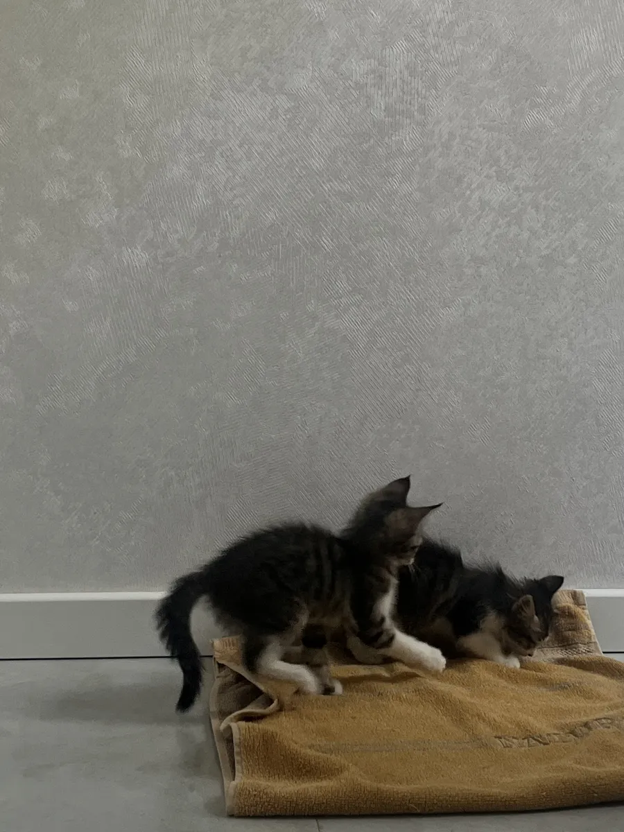 Котята ищут дом