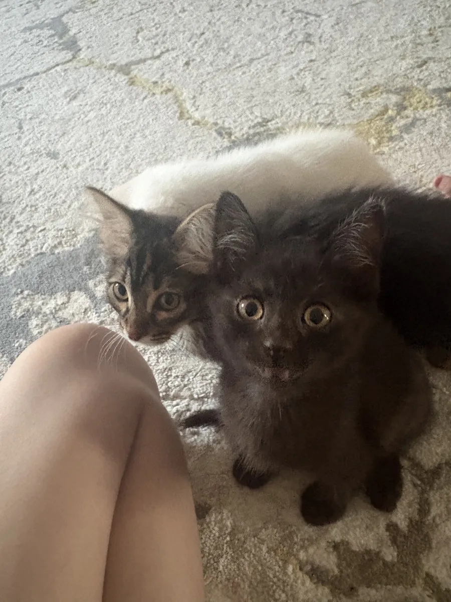 Черний котеночек