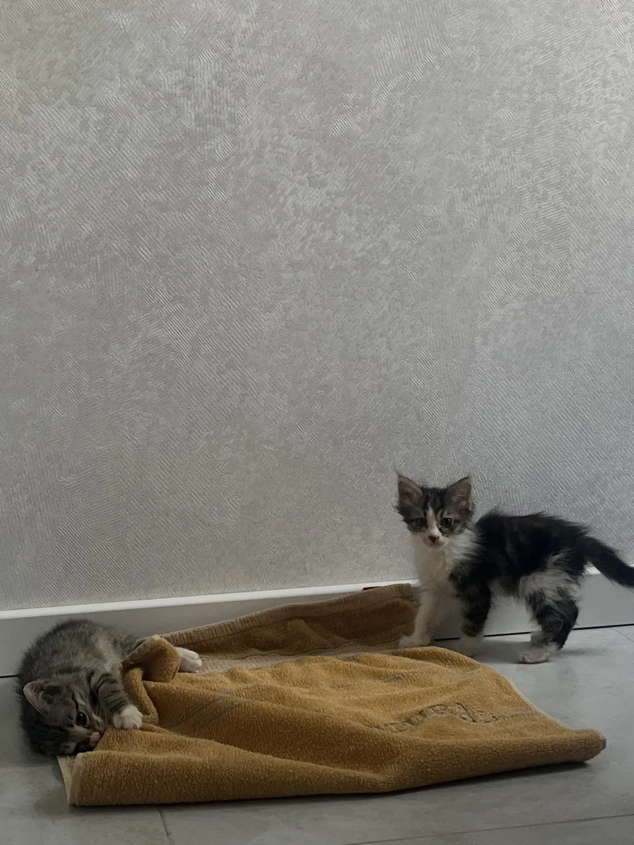 Котята ищут дом