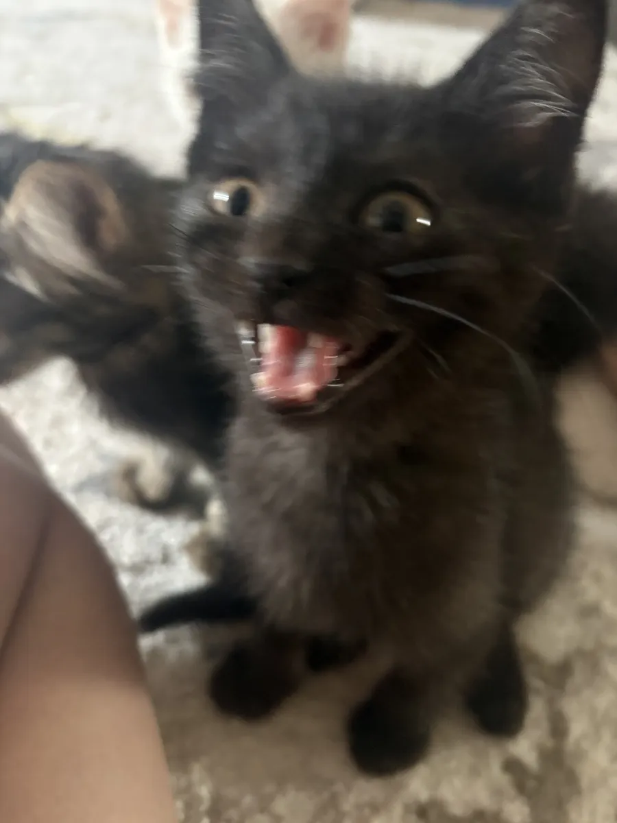 Черний котеночек