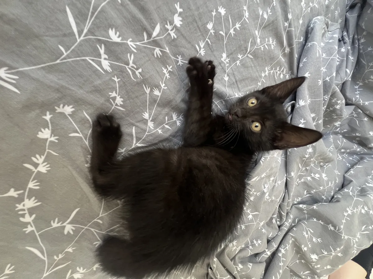 Милый котенок