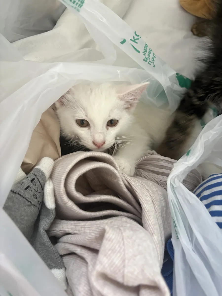 Буся белый котенок