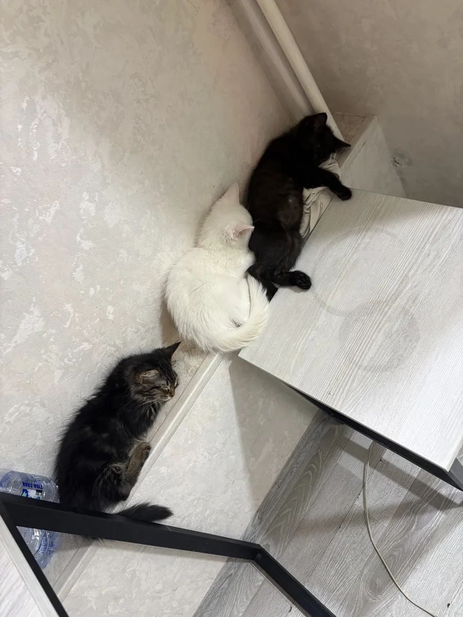 Черний котеночек