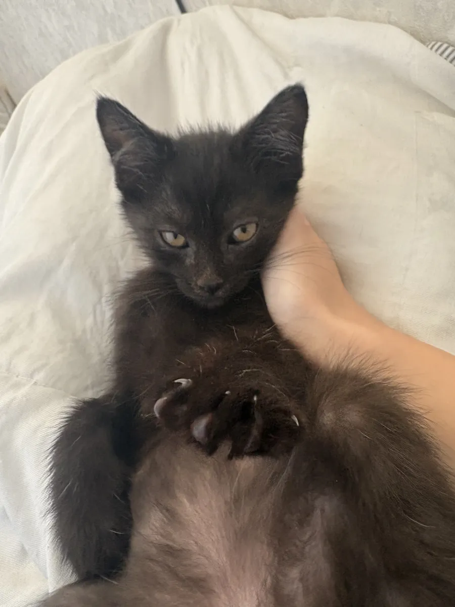 Черний котеночек