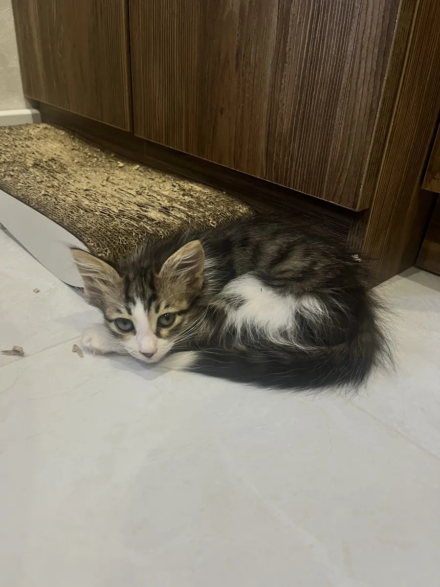 Котята ищут дом
