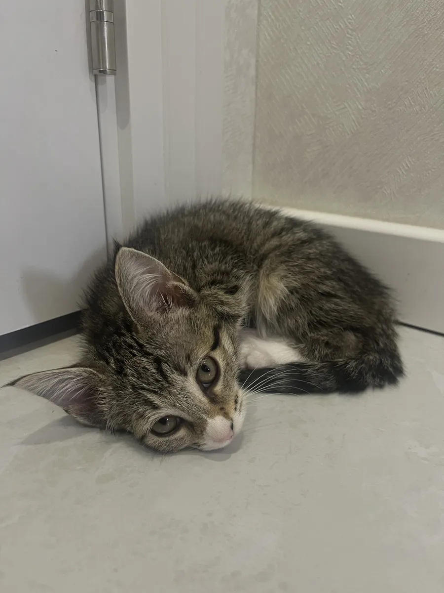 Котята ищут дом