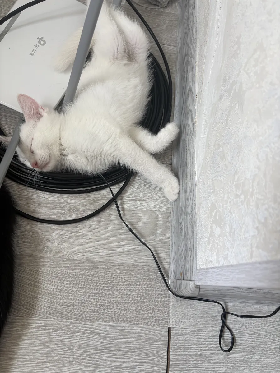 Буся белый котенок