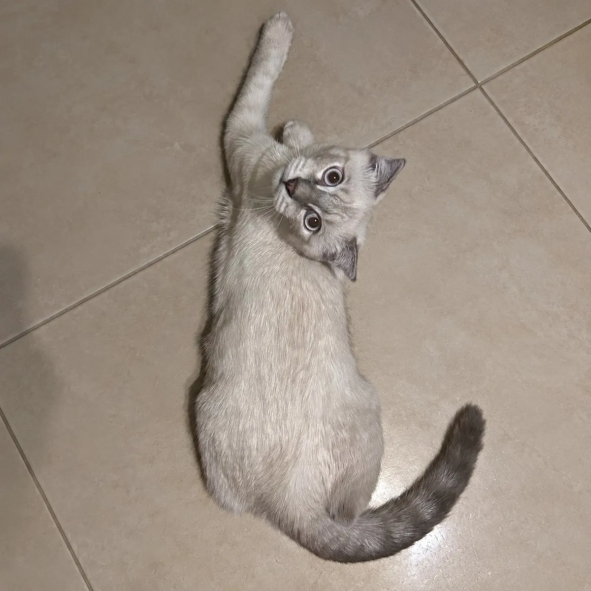 Чупапи ищет семью🐾