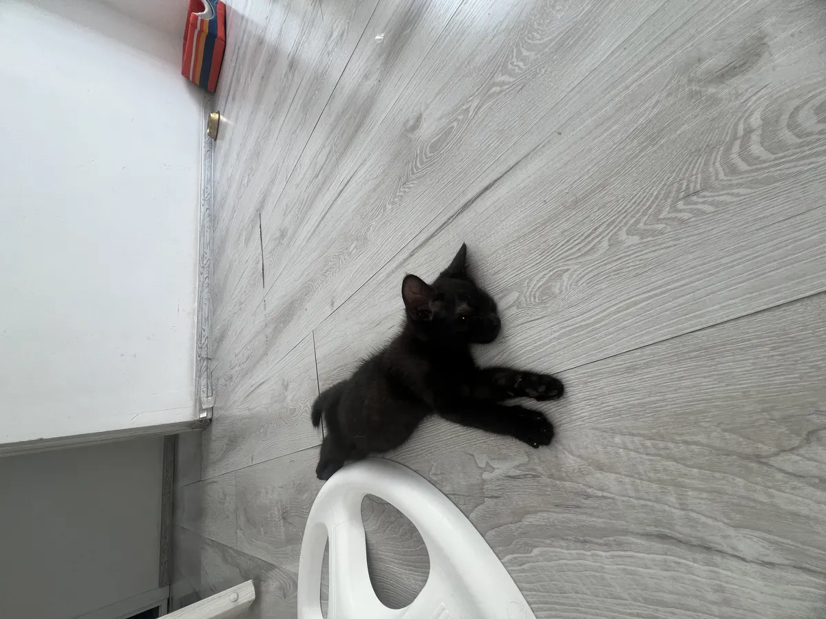 Милый котенок