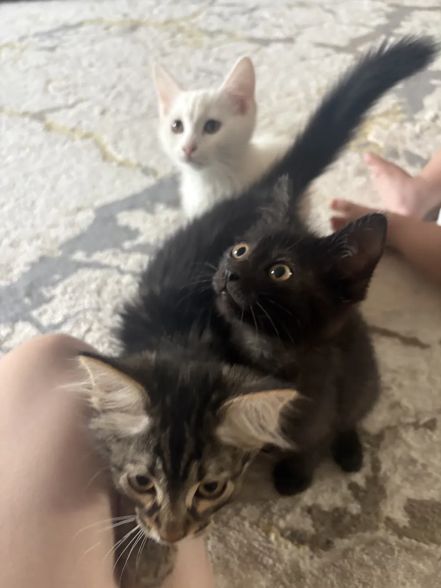 Черний котеночек