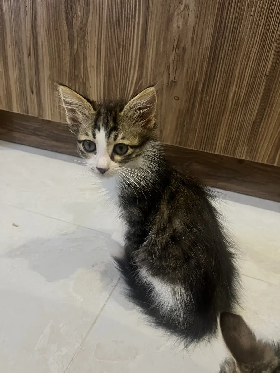 Котята ищут дом