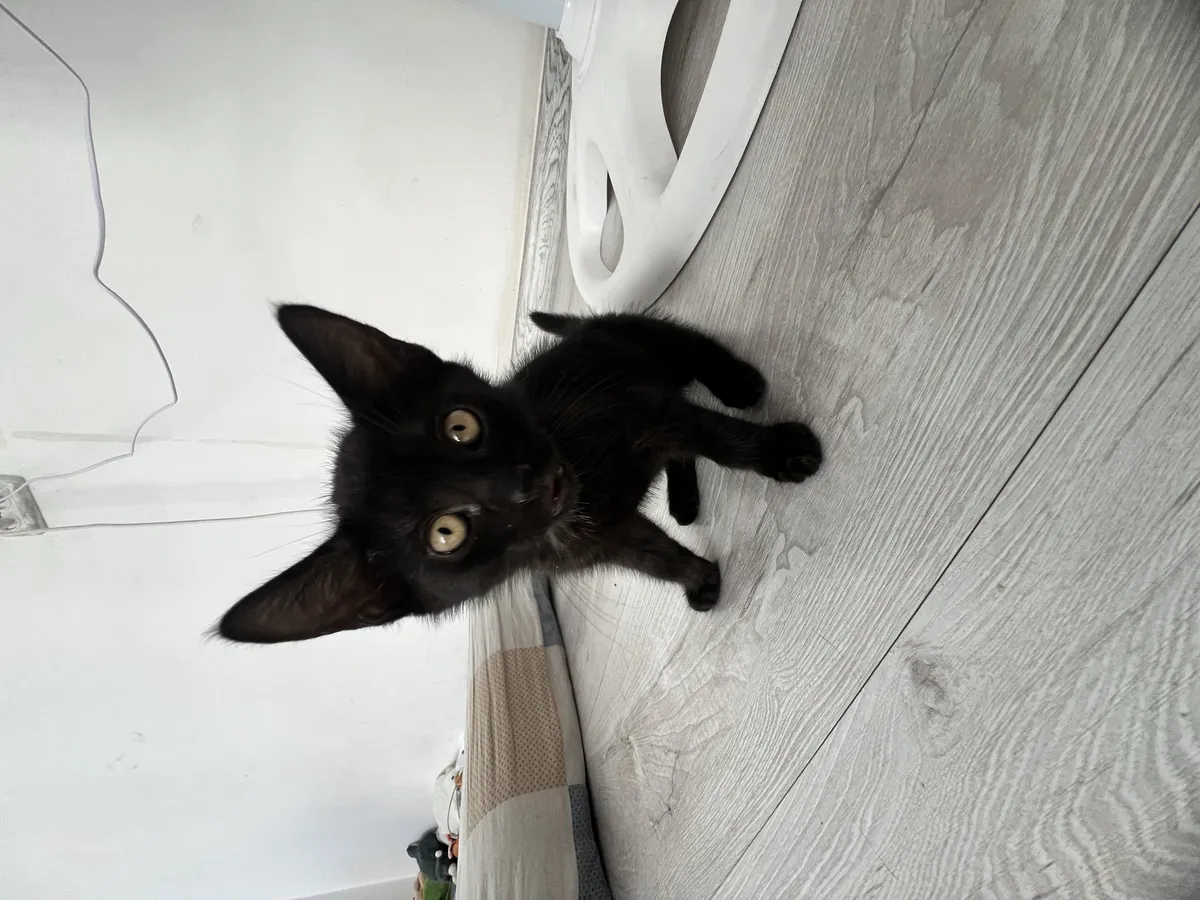 Милый котенок