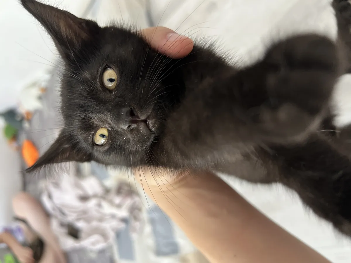 Милый котенок