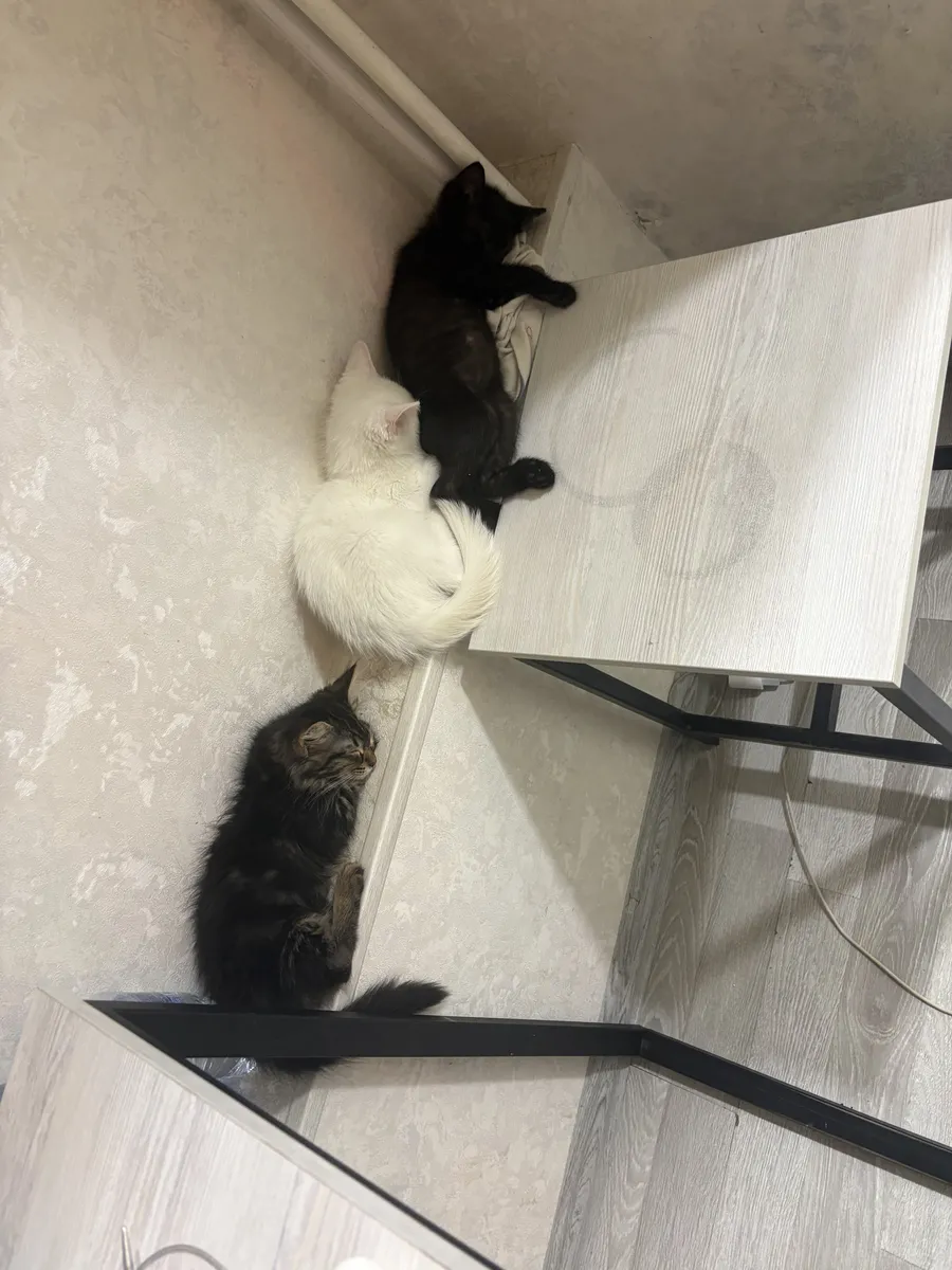 Буся белый котенок